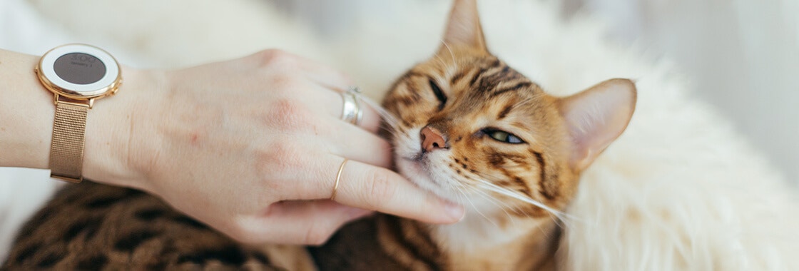 Person petting and caring for a cat