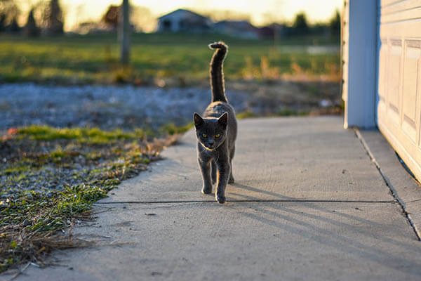 Cat walking outside in the sun