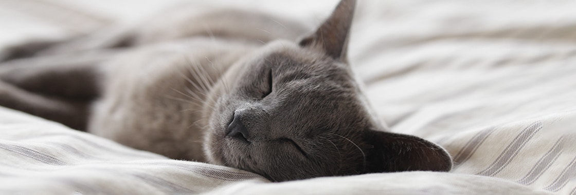 Cat sleeping in bed