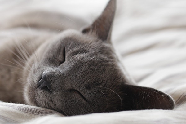 Cat sleeping in bed