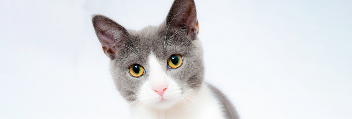 Grey and white cat staring with yellow eyes wide open