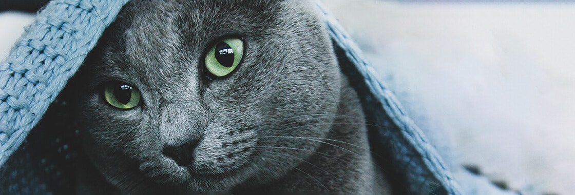 Grey cat under the blanket