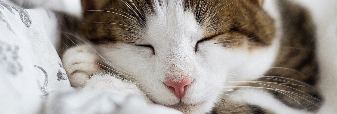 Cat snoring: What every pet owner should know desktop