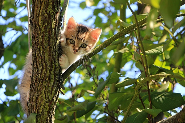 How to find a lost cat bring them home safe mobile
