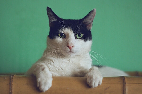 black and white cat lying down