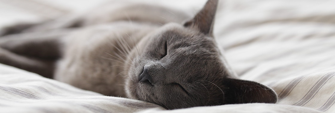 Russian blue cat sleeping on bed with white covers