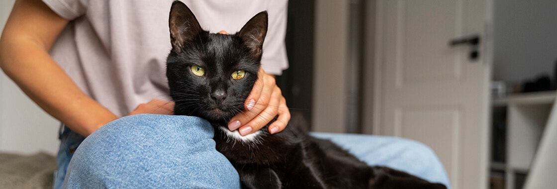 Black cat sat in owner's lap on the bed, with laptop in front