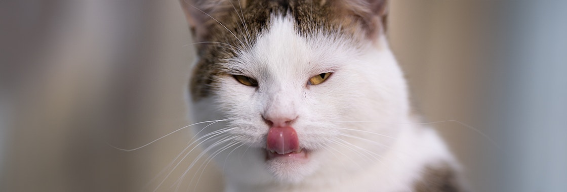 Brown and white cat sticking its tongue out