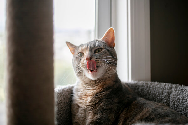 Cat sat in window licking its face