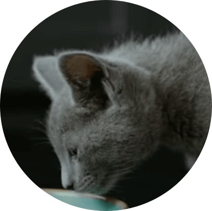 cat 1