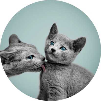 cat 2