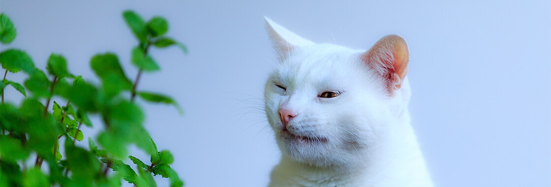Why is my cat sneezing? A white cat sneezing next to a plant