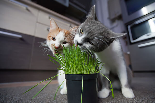 Cats eating grass directly from the pot