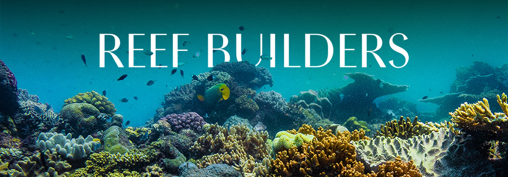 Coral Reef Restoration