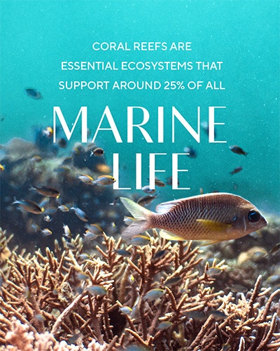 Marine Life