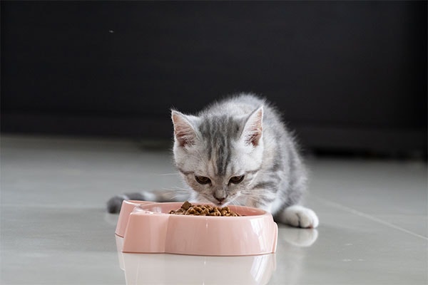 a kitten eating out of a food bowl