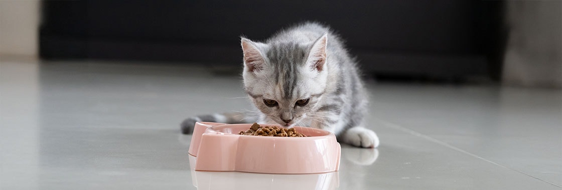 a kitten eating out of a food bowl