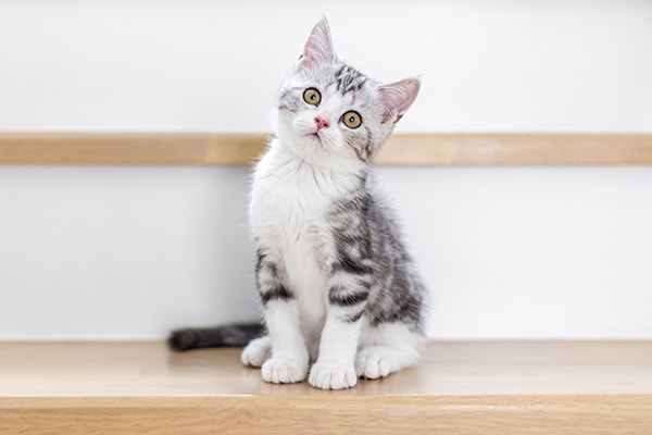 a cat sitting and looking at the camera