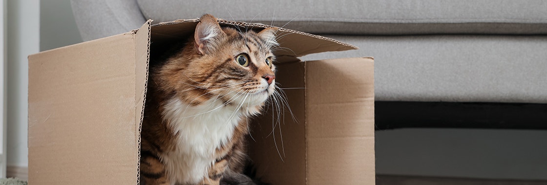 A cat sitting in a box after moving into a new home