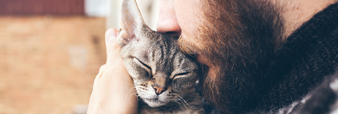 Close-up of beard man in icelandic sweater who is holding and kissing his cute purring Devon Rex cat. Muzzle of a cat and a man's face.