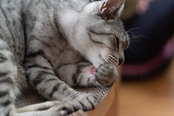 Cute cat behaviour of licking its body and grooming itself