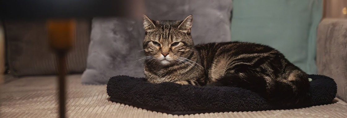 A tabby cat with half-closed eyes rests on a black cushion, surrounded by neutral-colored pillows in a cozy setting.