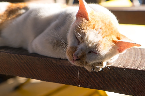 The cat is sleeping and drooling