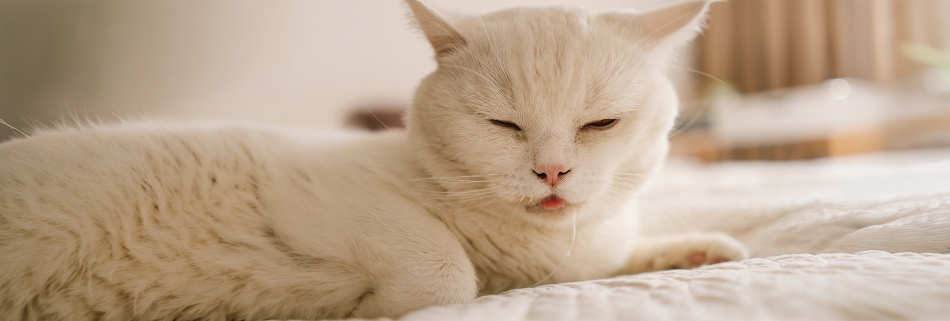 Why Your Cat’s Drooling When Purring