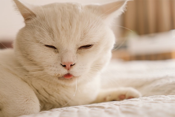Why Your Cat’s Drooling When Purring