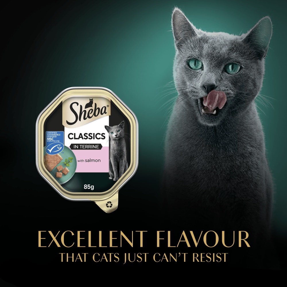 SHEBA® Classics Wet Cat Food Tray Salmon in Terrine 85g - 6