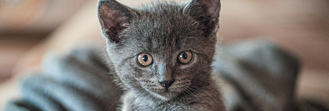 Grey kitten staring directly at owner