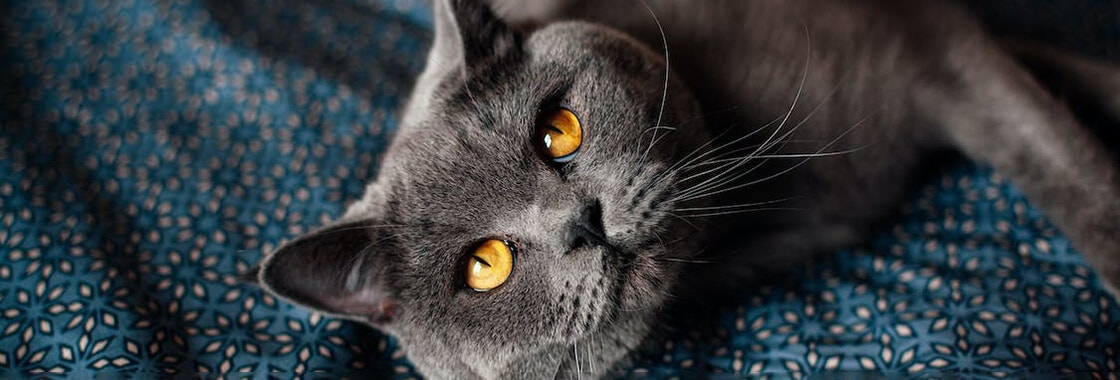 Grey cat laying down 