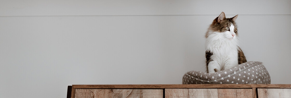 A Guide to Moving House With A Cat & Settling In desktop