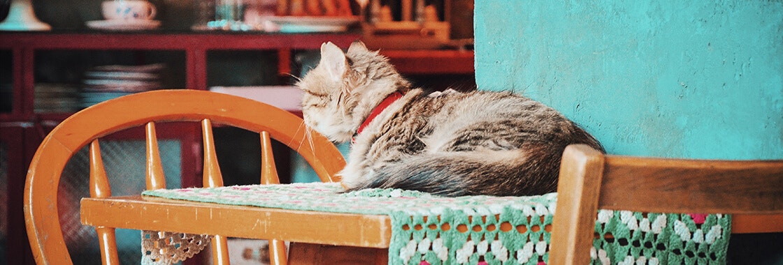 fluffy tabby cat lying on kitchen table