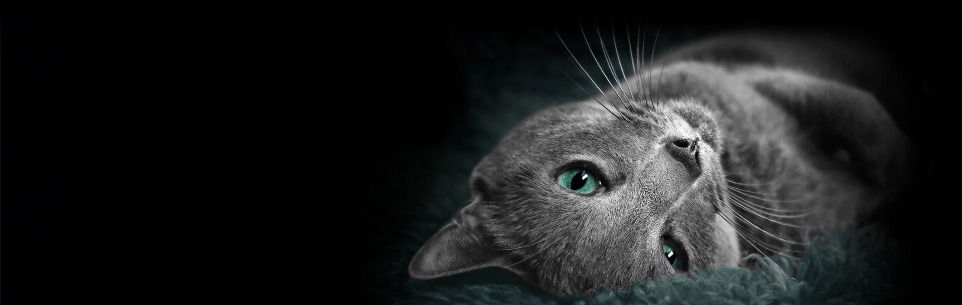 SHEBA PREMIUM CAT FOOD hero desktop