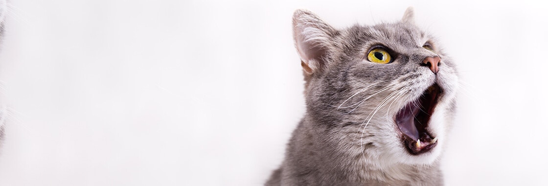 Why do cats meow? Grey cat meows.