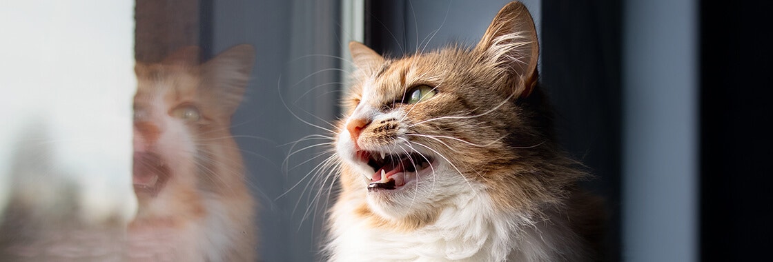Cat sitting on windowsill while vocalising with mouth wide open.