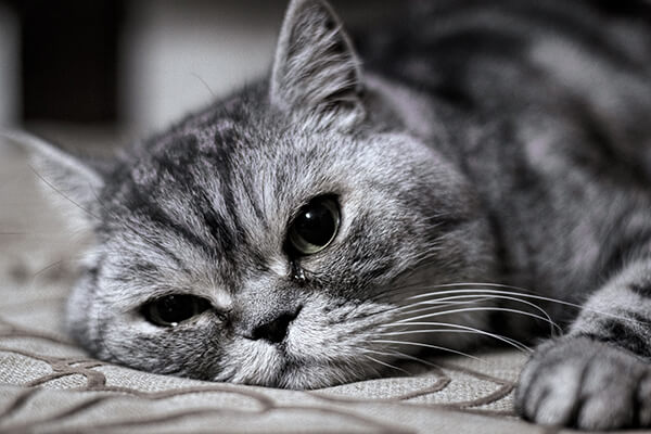 Sad Cat Crying