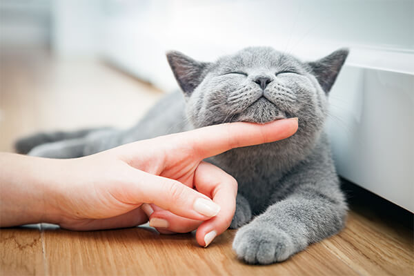 Happy kitten likes being stroked