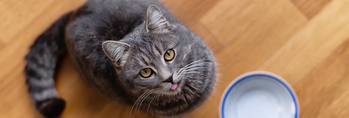 Hungry cat sitting on kitchen floor, waiting for food.