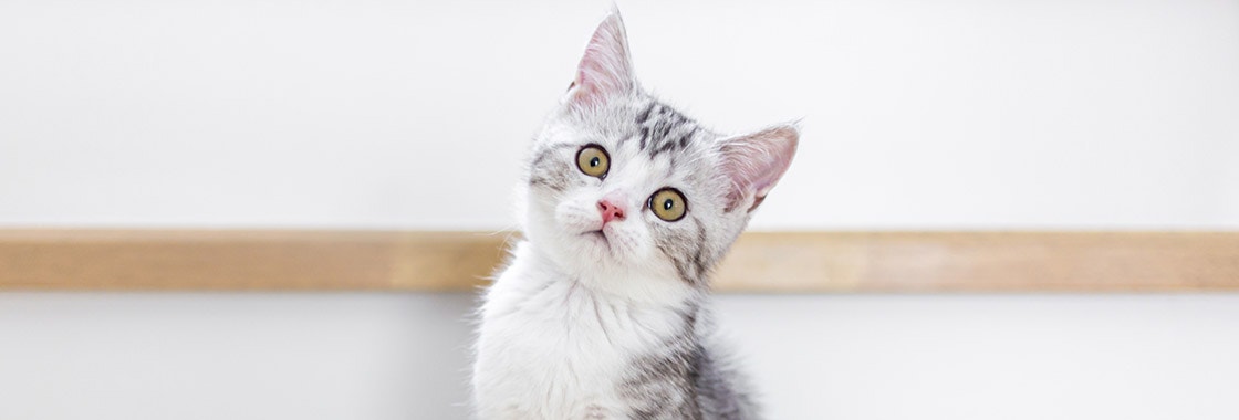 a cat sitting and looking at the camera