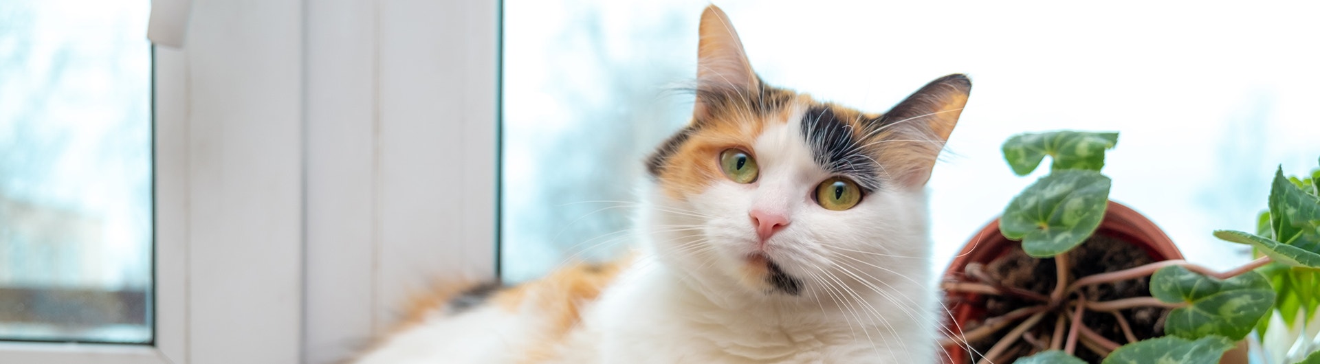 Multi-colored cat lying on the windowsill. after knocking over a flower