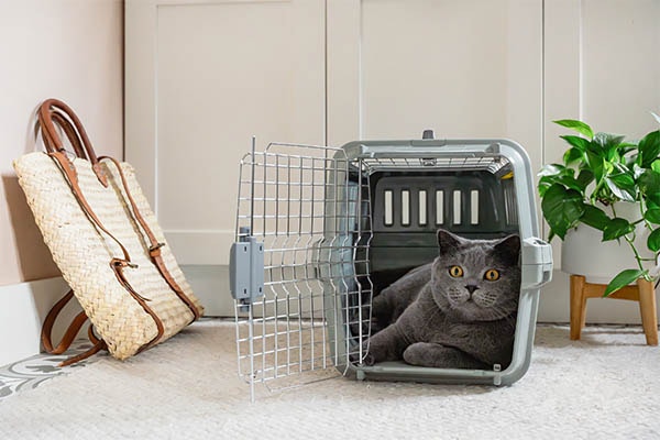 A gray cat with yellow eyes lies inside an open plastic pet carrier with the door open