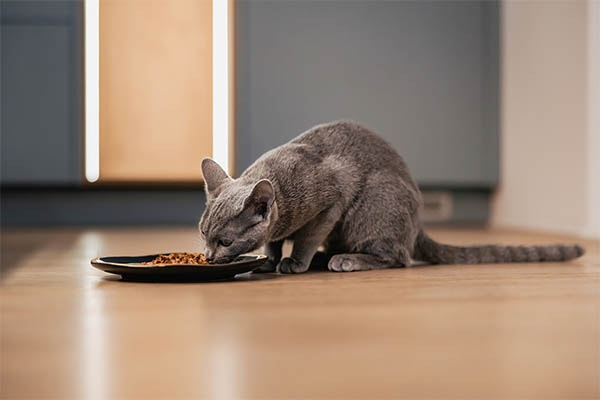 A gray cat eats wet food from a shallow black dish placed on a wooden floor.