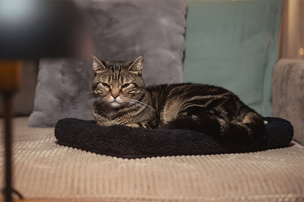 A tabby cat with half-closed eyes rests on a black cushion, surrounded by neutral-colored pillows in a cozy setting.