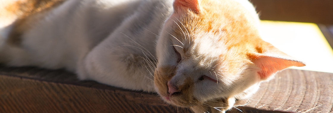 The cat is sleeping and drooling