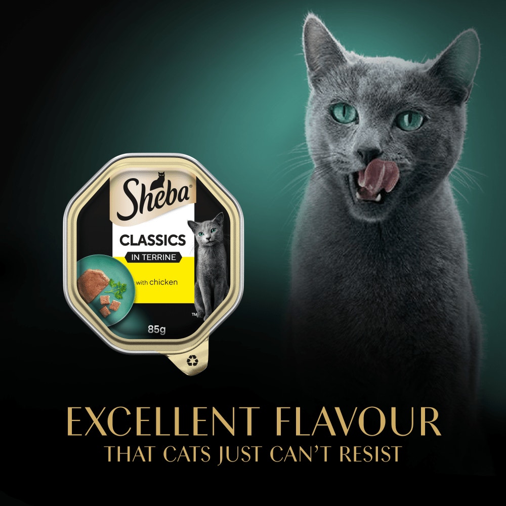 SHEBA® Classics Adult Cat Food with Chicken in Terrine 85g Tray - 6
