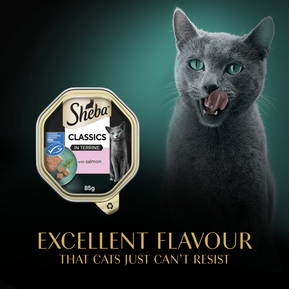 SHEBA® Classics Wet Cat Food Tray Salmon in Terrine 85g - 6