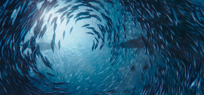 A school of fish swimming in a circle